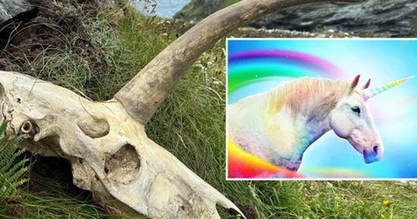 Phát hiện hộp sọ bí ẩn nghi là của sinh vật thần thoại kỳ lân