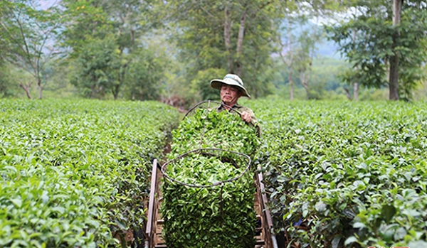 Sau đợt nắng nóng kỷ lục, người trồng chè ở Hà Tĩnh lâm vào cảnh trắng tay