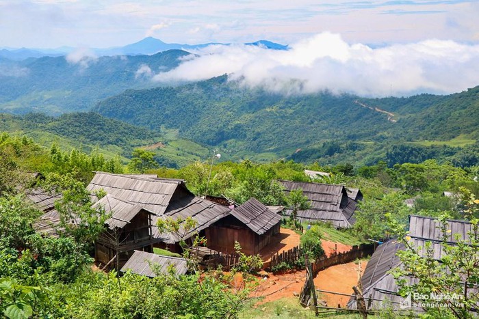 'Thảo nguyên xanh' giữa lòng xứ Nghệ