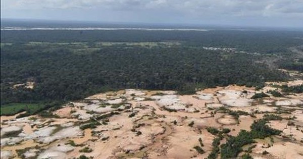 “Cơn sốt vàng” tàn phá 140.000 ha rừng Amazon