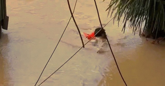 Vợ reo vui khi chồng bơi hơn 5 tiếng về nhà sau đêm mắc kẹt vì nước lũ
