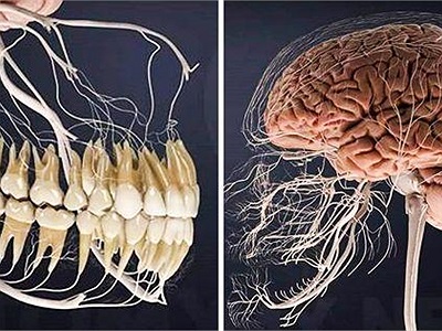 9 sự thật thú vị về cơ thể người, hóa ra chúng ta có nhiều khả năng rất kỳ diệu