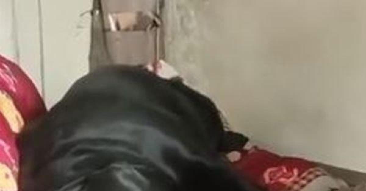 Chú chó không chịu ăn uống, chỉ nằm khóc trên giường của người chủ mới qua đời
