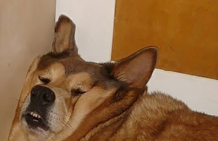 Tuyển tập những kiểu ngủ thách thức mọi định luật vật lý của đám cún