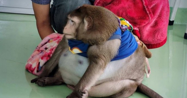 "Chú khỉ béo nhất thế giới" qua đời thương tâm khi mới 6 tuổi vì được khách du lịch yêu thương quá mức
