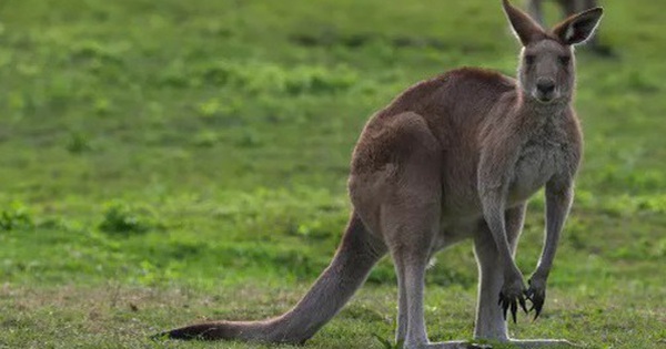 Người đàn ông nghi bị kangaroo tấn công dẫn tới tử vong