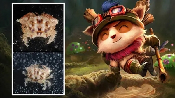 Teemo được các nhà khoa học lấy tên đặt cho loài cua mới