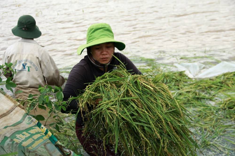 Đắk Lắk: Nước tràn đê bao, người dân đau xót trước nguy cơ mất trắng hơn 1.000 ha lúa