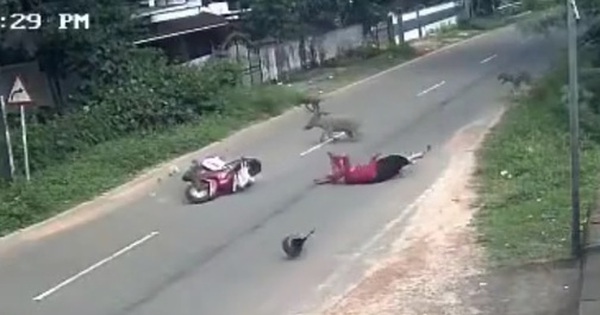 Lợn rừng lao vào xe máy, người phụ nữ văng xuống đường