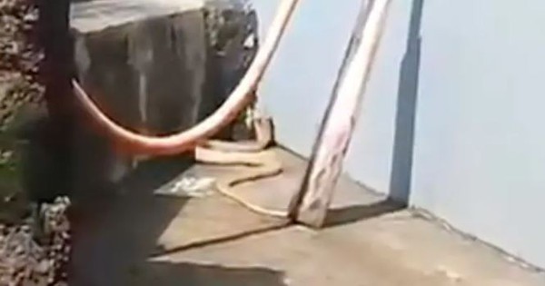 Người dân hoảng hồn khi phát hiện rắn hổ mang trắng quý hiếm dài 2,4m trong sân nhà