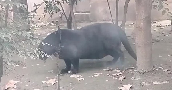 Báo đen 
