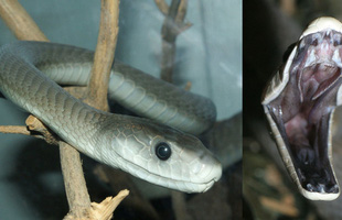 Top 6 loài rắn bạn cần phải tránh nếu không muốn 
