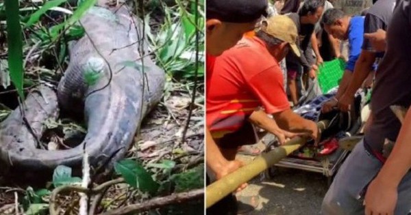 Vụ người phụ nữ bị trăn khổng lồ nuốt chửng: Chuyên gia phân tích cách trăn săn mồi và phút cuối đời của nạn nhân