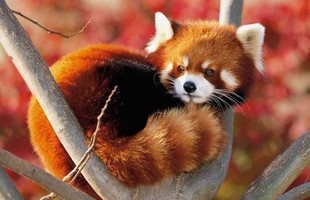 Có thể bạn đã nhầm, biểu tượng của Firefox không phải là 'con cáo'