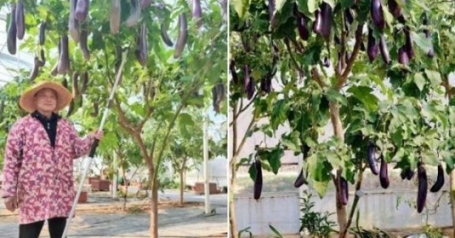 Người đàn ông có cây cà tím lạ, mỗi năm cho hơn tạ quả, chia khắp xóm