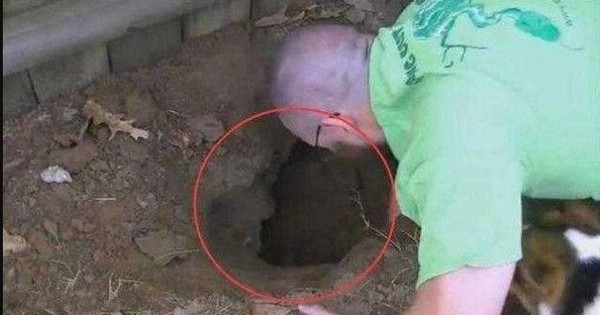 Thấy chó sủa dữ dội về phía cái hố ở sân sau, người đàn ông liều mình đào bới và nhận cái kết không ngờ