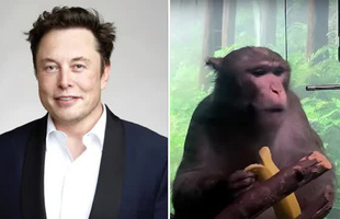 15 chú khỉ đã thiệt mạng sau khi cấy chip não Neuralink của Elon Musk