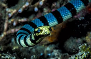 Top 6 loài rắn bạn cần phải tránh nếu không muốn 