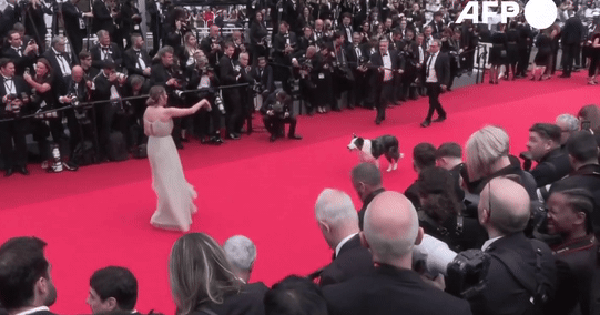 Ngôi sao đầu tiên bước lên thảm đỏ Cannes 2024 bằng bốn chân