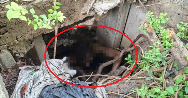 Người đàn ông khỏa thân nhảy xuống rồi mắc kẹt dưới cống, nhân viên cứu hộ đến giúp còn bị cắn vào tay