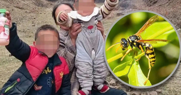 Đưa hai cháu ra ruộng ngô chơi, bà bàng hoàng phát hiện cả hai bị ong bắp cày đốt tử vong: Bé trai 300 vết, bé gái 700 vết