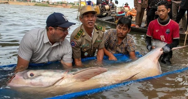 Ngư dân câu được cá trê khổng lồ nặng hơn 130kg trên sông