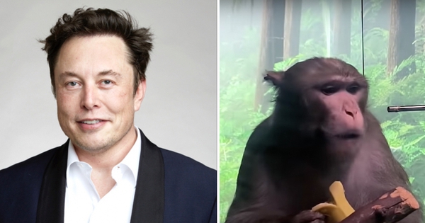 Nhân viên của Elon Musk đâm đơn kiện vì phải làm việc với khỉ bị nhiễm virus