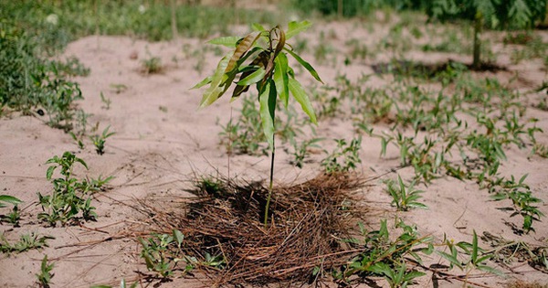 Ecosia - Công cụ tìm kiếm 