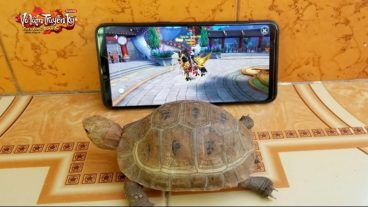 Game thủ thích thú với sân chơi “Pet Star” mới lạ trong Võ Lâm Truyền Kỳ Mobile - Game Mobile