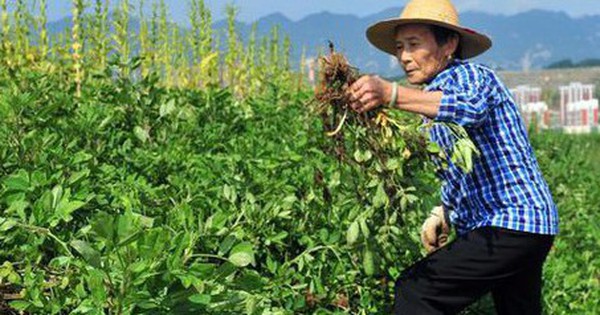 Kỳ lạ nông dân Trung Quốc cứ trồng lạc là giẫm chân lên cây, chuyên gia: Mẹo hay nên làm!