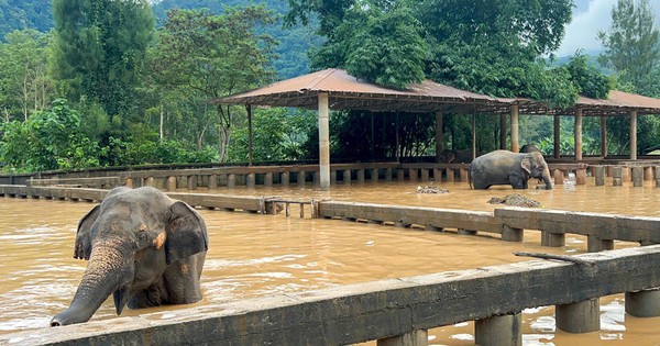 Đông Nam Á hứng chịu mưa lớn bất thường