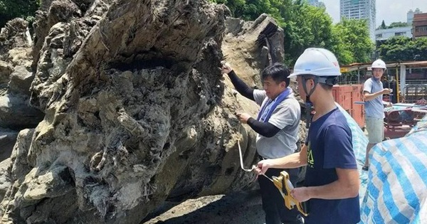 Công trường dừng thi công gấp vì máy xúc đào trúng vật thể dài 40m, tỏa mùi hương: Chuyên gia khẳng định báu vật hiếm có 3.000 năm tuổi