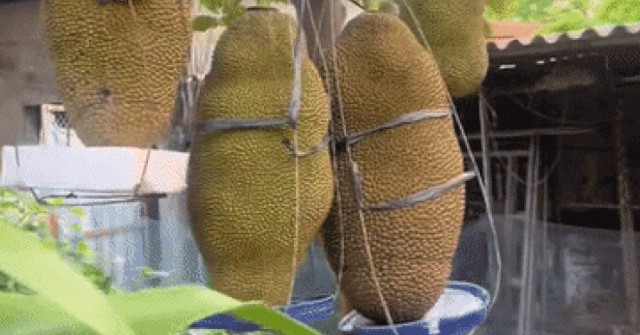 Cây mít ở Ninh Bình ra loạt quả 'khủng', chủ nhà lo gãy cành, phải làm giá đỡ