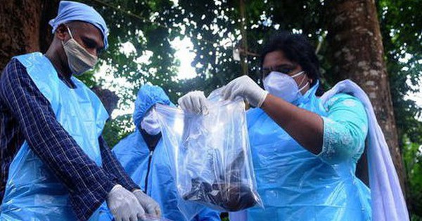 Ấn Độ trong cuộc đua ngăn chặn dịch bệnh do virus Nipah gây thương tổn não