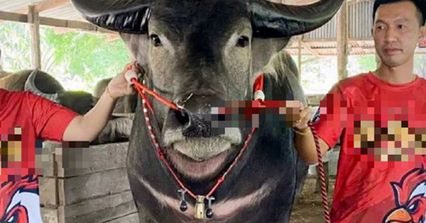 Anh nông dân có con trâu 
