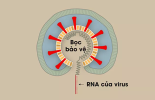 [Infographic] Covid-19 lây nhiễm tế bào phổi như thế nào? Tại sao nó lại nguy hiểm vậy?