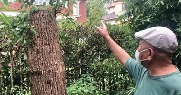 Cắt tỉa cây long não mọc trong vườn nhà, người đàn ông bất ngờ bị khởi kiện, tòa tuyên bố: Phải bồi thường 500 triệu đồng