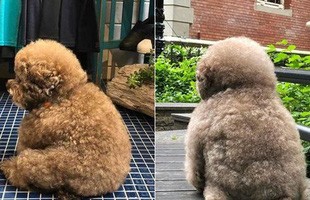 Dân mạng cười rần rần với cô chó Poodle mũm mĩm có dáng ngồi 