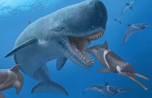 Cá voi cổ đại Melvillei, cơn ác mộng của siêu cá mập Megalodon