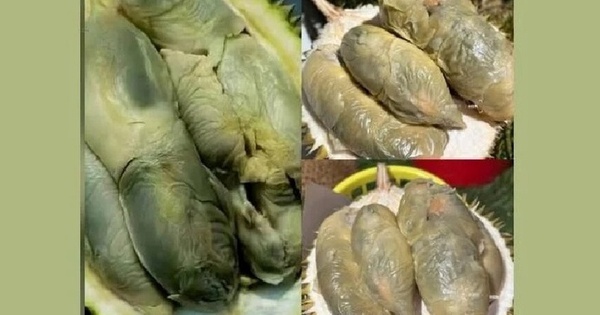 Giống sầu riêng có màu như bị mốc nhưng hương vị gây 