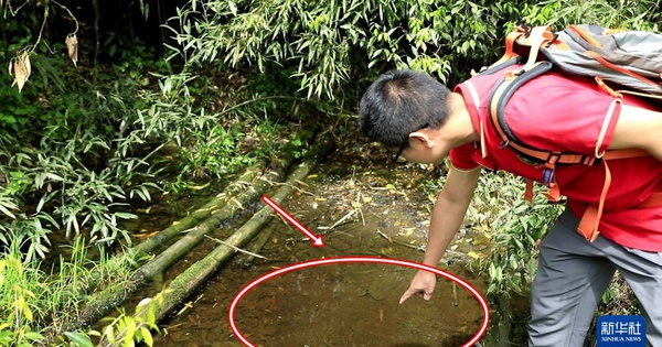 Lần theo tiếng động dưới vũng nước nông, cán bộ kiểm lâm hân hoan tìm thấy loài "tuyệt chủng" hơn 50 năm