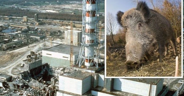 Thảm họa hạt nhân Chernobyl: Vì sao lợn rừng tại Tây Âu vẫn nhiễm phóng xạ sau 37 năm?