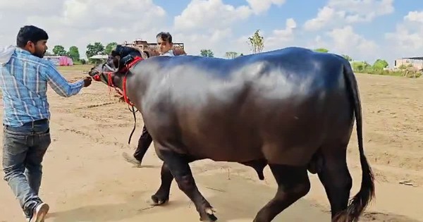 Con trâu đực được trả 9 tỷ đồng, người đàn ông vẫn quyết không bán
