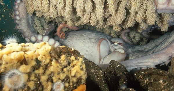 Bí ẩn về loài bạch tuộc chỉ sinh sản một lần và bảo vệ con cái của chúng cho đến hơi thở cuối cùng!