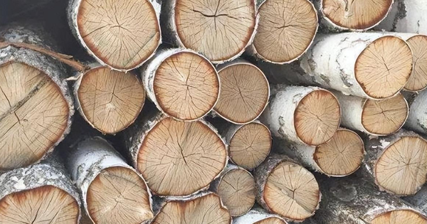 Kỳ lạ loại gỗ quý có tuổi thọ hàng trăm năm, 