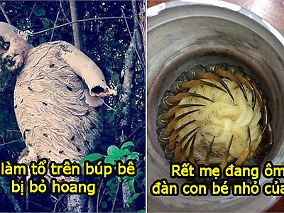 26 hình ảnh đáng sợ khiến bạn chột dạ khi kéo từng ảnh, yếu tim thì tốt nhất đừng xem