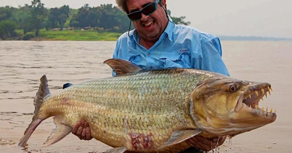 Cần thủ câu được con cá đáng sợ nặng 34kg trên sông
