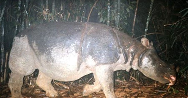 Sinh vật lai từ 48 năm trước trở thành "cứu tinh" cho loài quý hiếm bậc nhất, cả thế giới chỉ còn đúng 2 cá thể: Giới khoa học mừng phát khóc