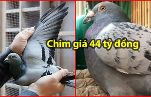 Đại gia giấu mặt bỏ gần 2 triệu USD mua 1 chú chim bồ câu, lý do thực sự mới gây sốc