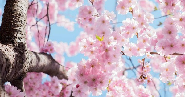 Truyền thuyết ngàn năm ẩn sau vẻ tinh khôi của hoa anh đào Nhật Bản